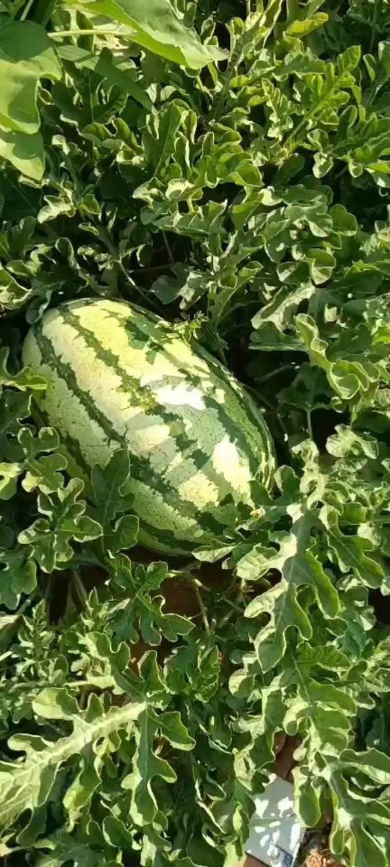 陕北沙漠西瓜瓜好瓜甜口感特别棒