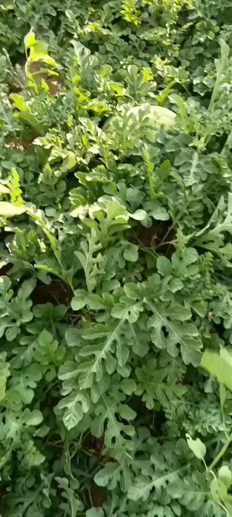 陕北沙漠西瓜瓜好瓜甜口感特别棒