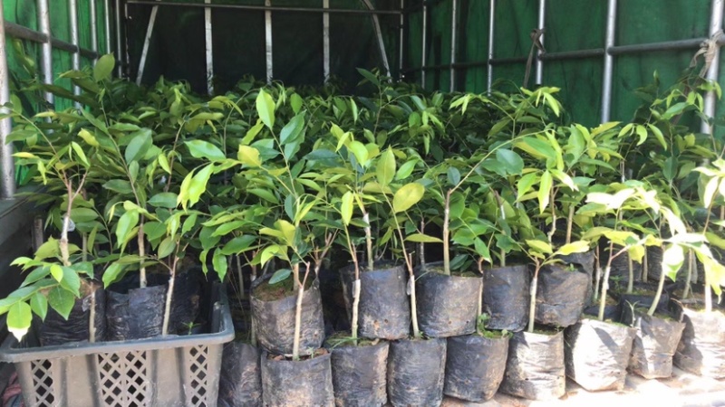 奇楠沉香苗沉香嫁接苗杯苗白木香