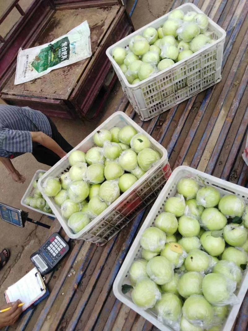 黄金帅苹果批发膜袋黄金帅苹果大量上市一手货源