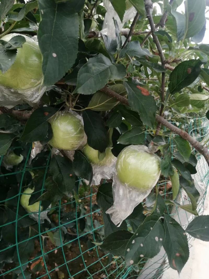 黄金帅苹果批发膜袋黄金帅苹果大量上市一手货源