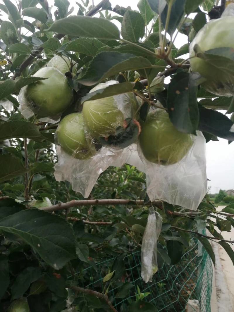黄金帅苹果批发膜袋黄金帅苹果大量上市一手货源