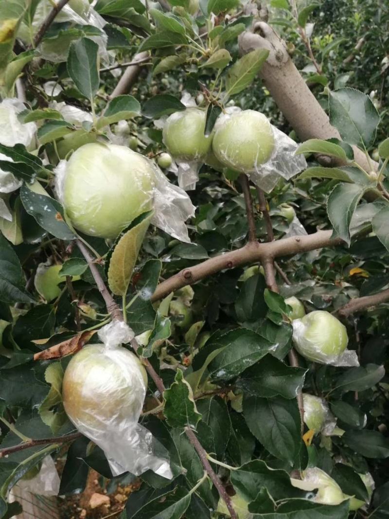 黄金帅苹果批发膜袋黄金帅苹果大量上市一手货源