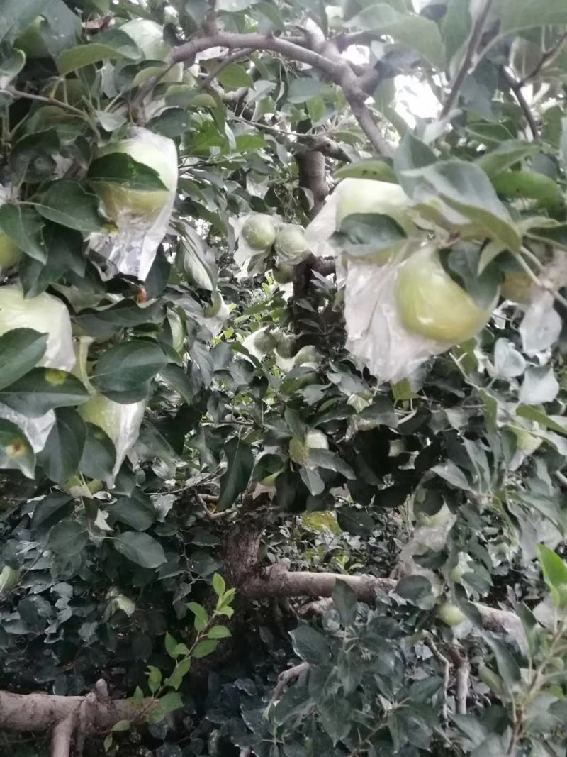 黄金帅苹果批发膜袋黄金帅苹果大量上市一手货源