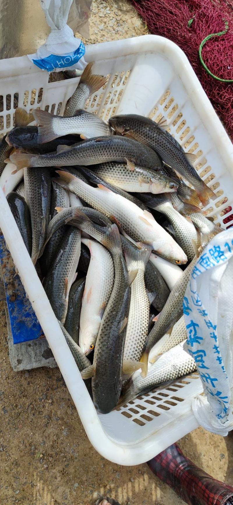 梭鱼丁鱼鲜活大批量供应肉质鲜美营养丰富