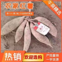 精品龙薯九红薯黄心3两通大量上市，欢迎前来基地参观考察