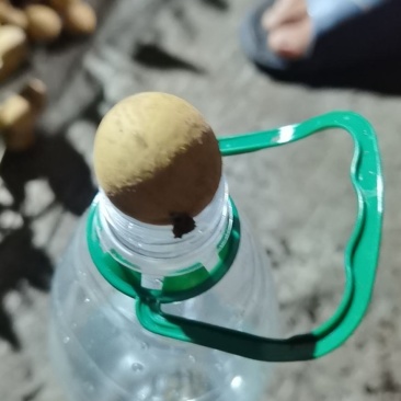 精品龙眼，一元硬币大货，需要的联系