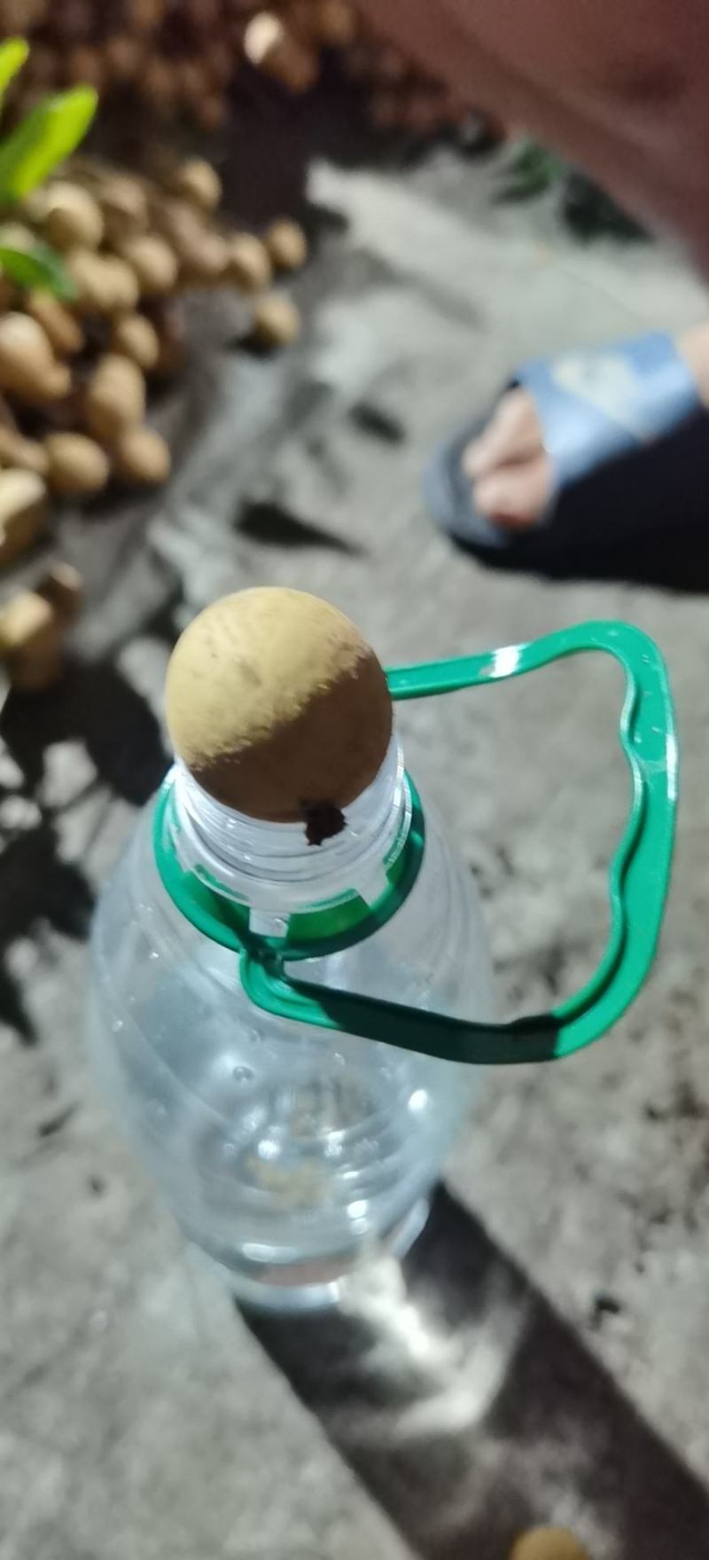 精品龙眼，一元硬币大货，需要的联系