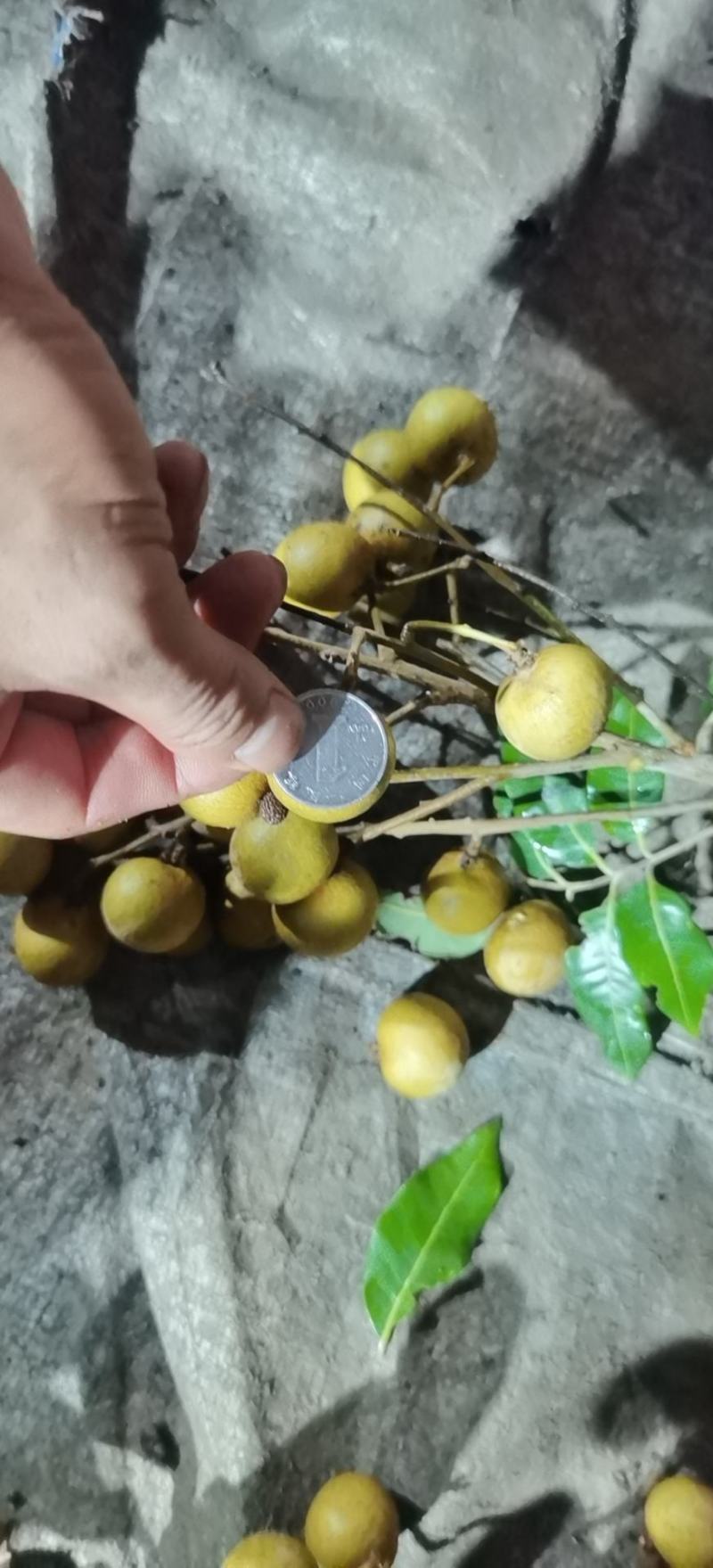 精品龙眼，一元硬币大货，需要的联系