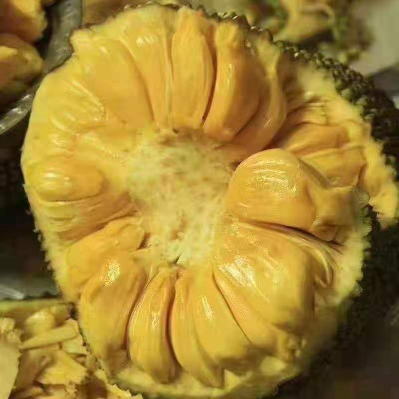 精品龙眼，一元硬币大货，需要的联系