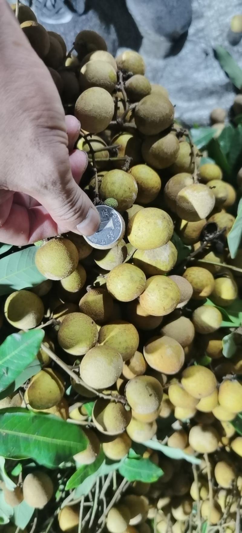 精品龙眼，一元硬币大货，需要的联系
