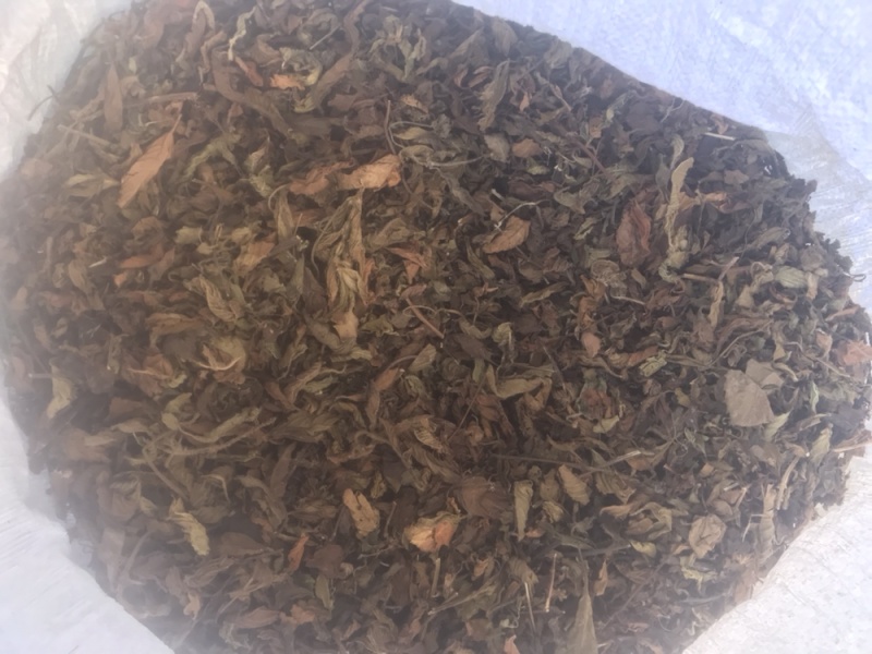 仙草凉粉草（草粿草）纯叶、切草高胶质有草香可批发