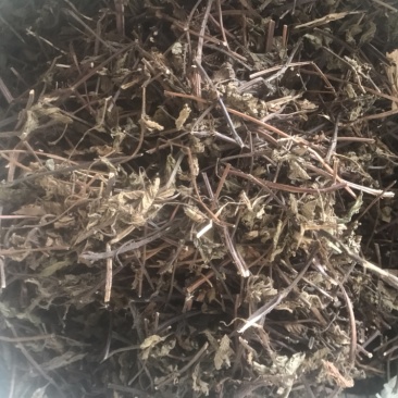 仙草凉粉草（草粿草）纯叶、切草高胶质有草香可批发