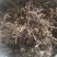 仙草凉粉草（草粿草）纯叶、切草高胶质有草香可批发