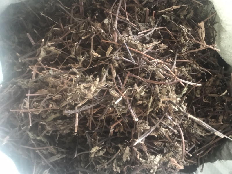 仙草凉粉草（草粿草）纯叶、切草高胶质有草香可批发
