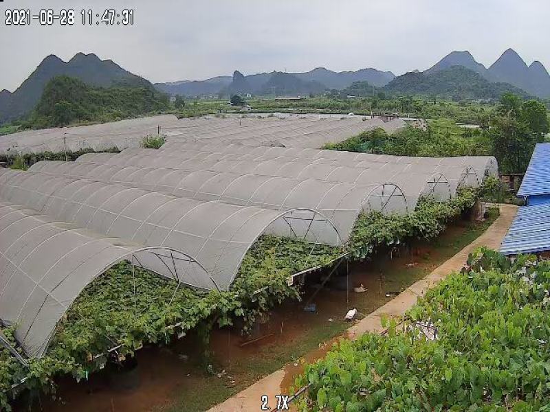 广西新地阳光玫瑰葡萄