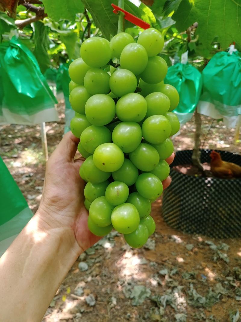广西新地阳光玫瑰葡萄