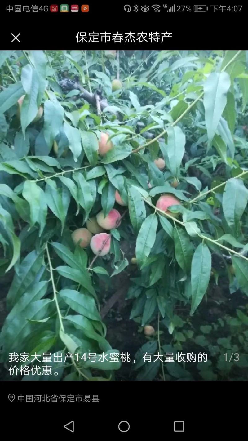 保定易县脆甜大山桃北京14号，种植基地，欢迎来采购，