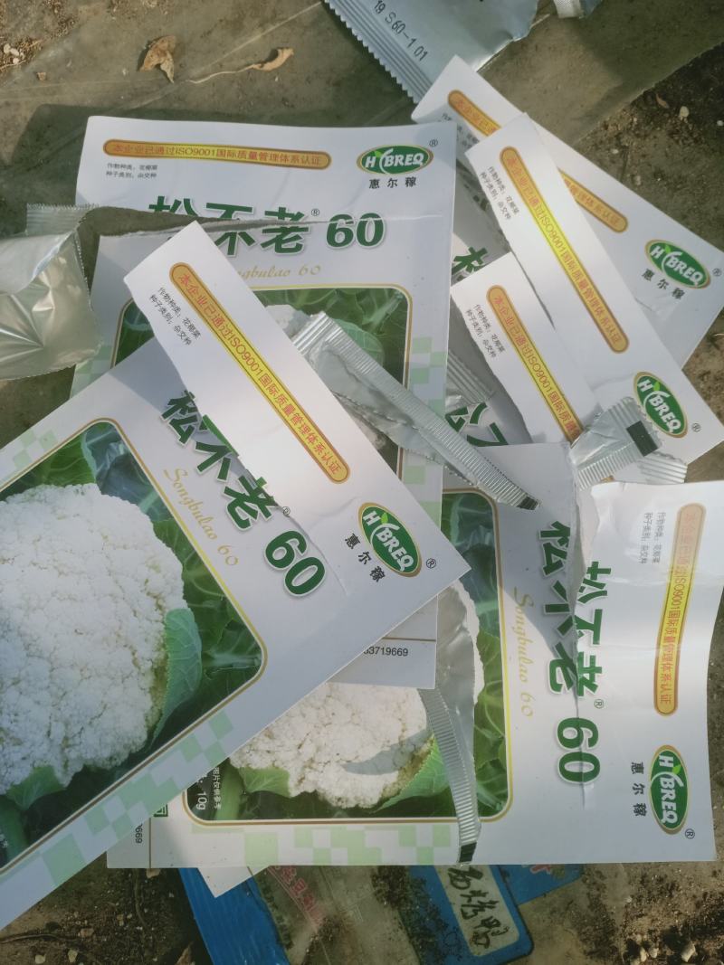 松花菜苗，米粒小，花球白