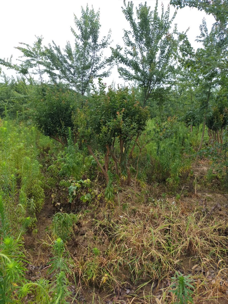丛生紫薇河南省丛生紫薇基地价格潢川基地价格