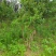 丛生紫薇河南省丛生紫薇基地价格潢川基地价格