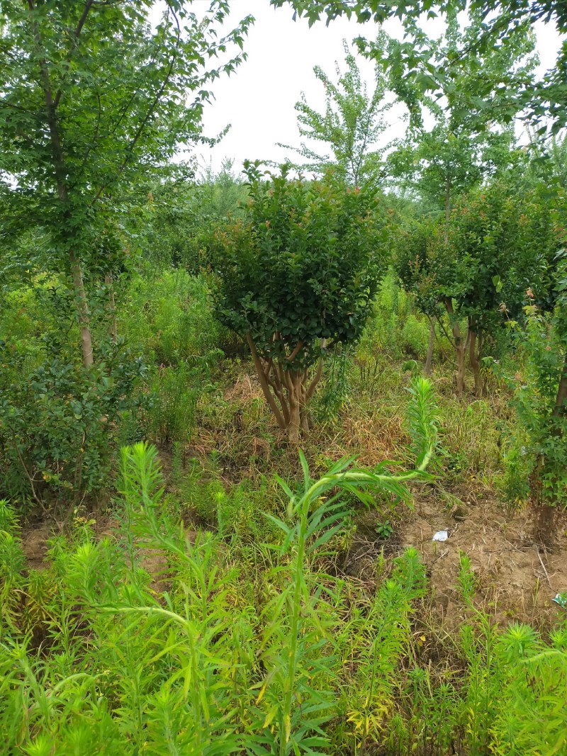 丛生紫薇河南省丛生紫薇基地价格潢川基地价格