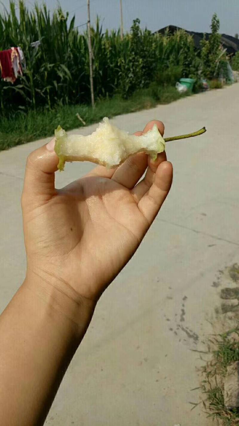 （脆甜无渣）皇冠梨大量批发！量大从优！！