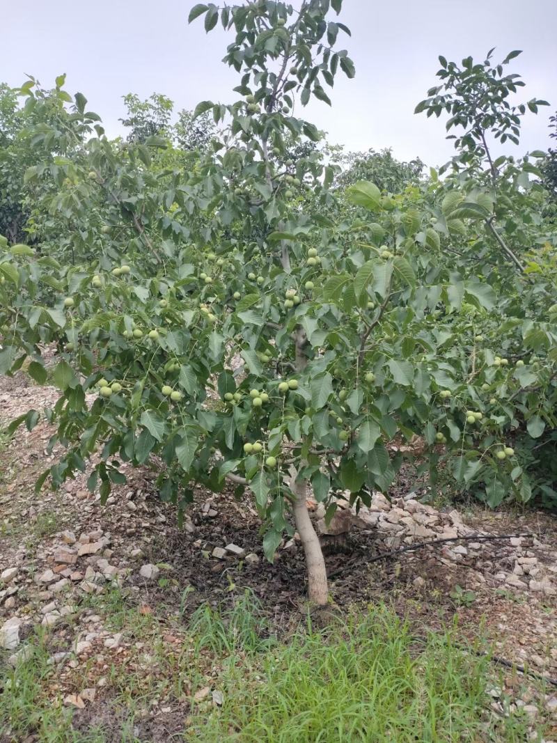 青皮核桃