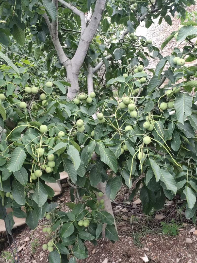 青皮核桃
