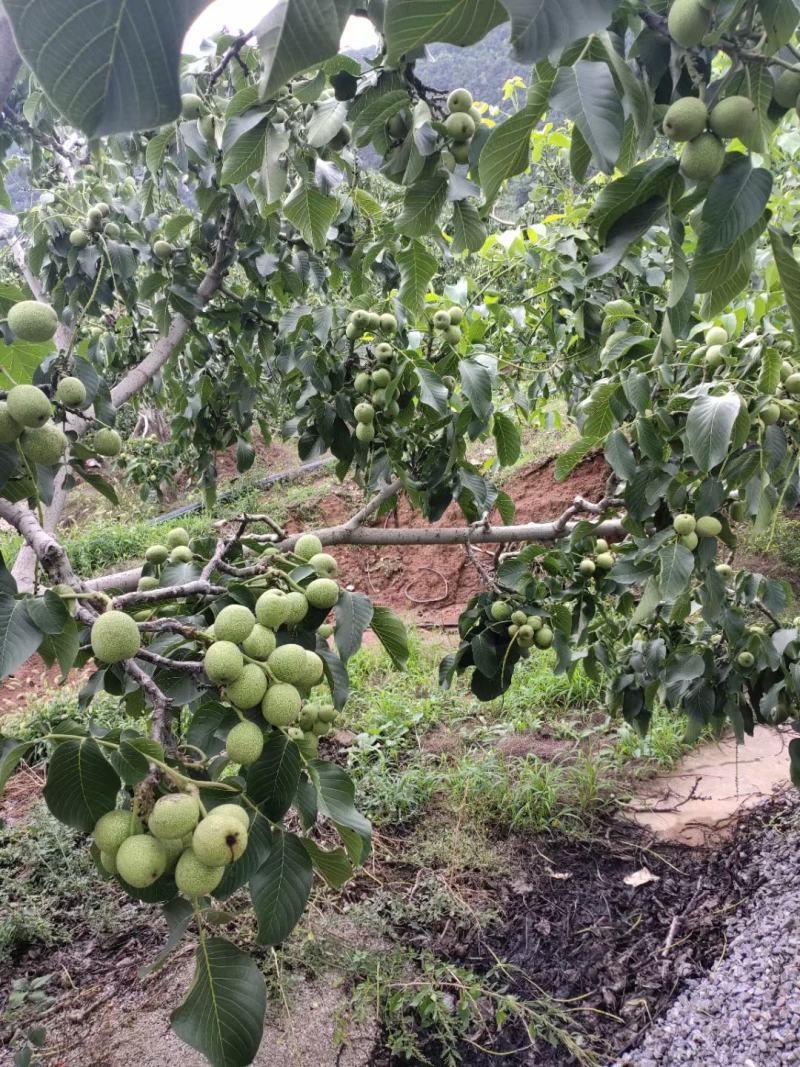 青皮核桃