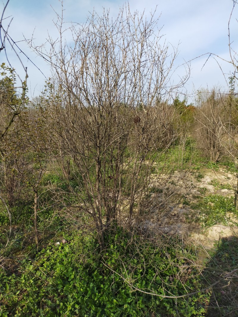 石榴基地，河南花石榴基地价格，果石榴价格