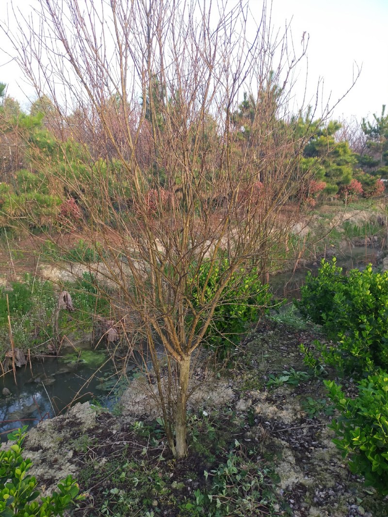 石榴基地，河南花石榴基地价格，果石榴价格