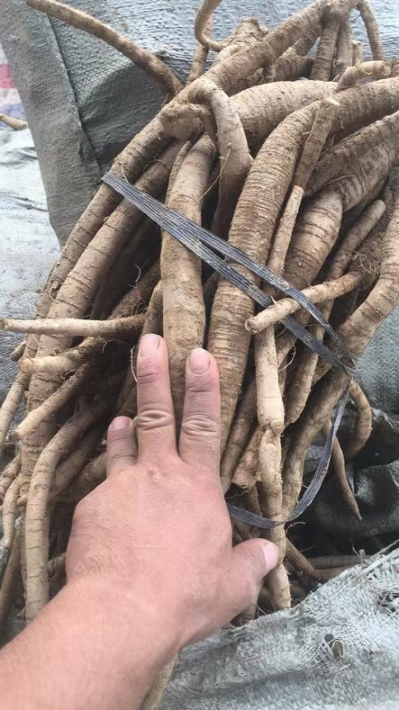 5-6年的小叶牛大力统货剪好根须烟头以下不要