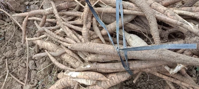 5-6年的小叶牛大力统货剪好根须烟头以下不要