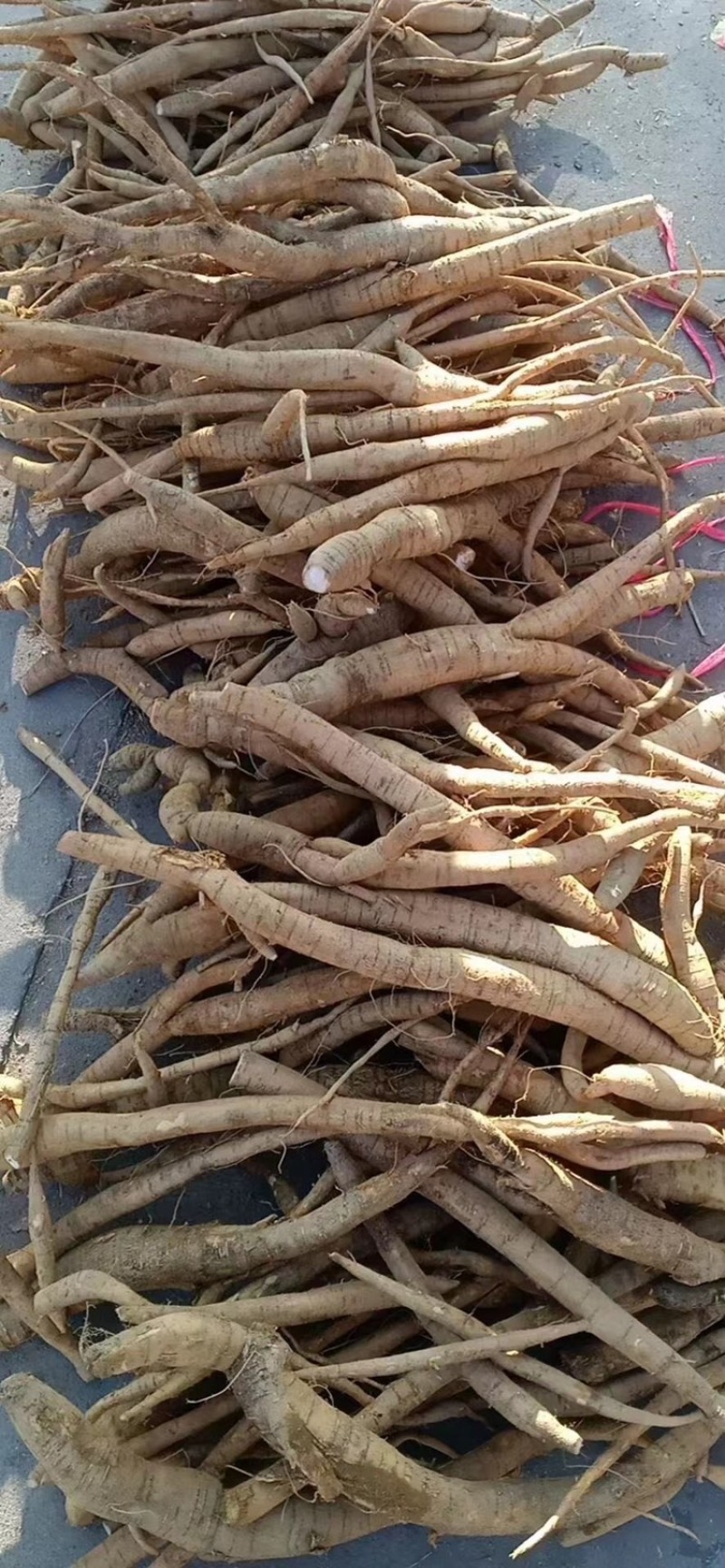 5-6年的小叶牛大力统货剪好根须烟头以下不要