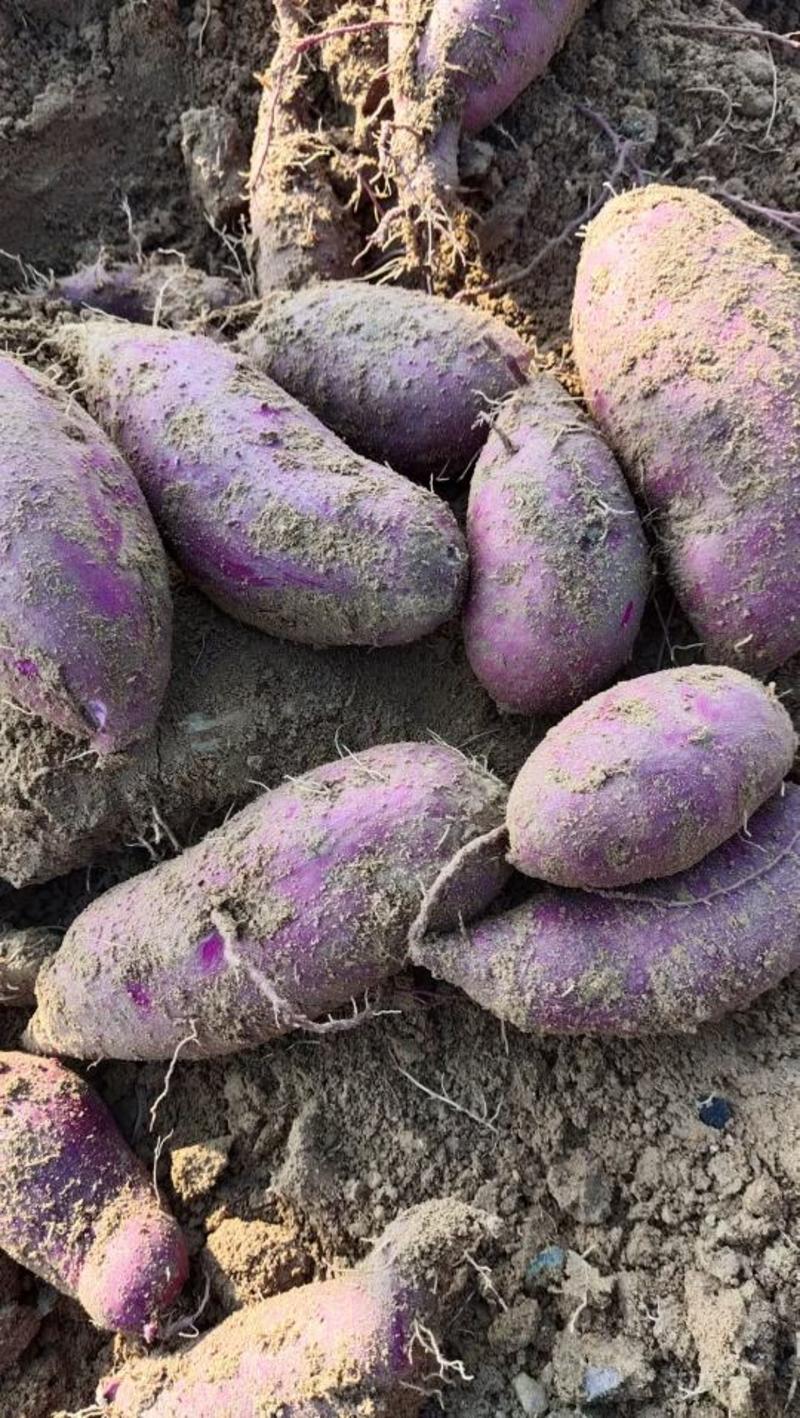紫罗兰，紫薯，口感特别香甜糯，丘陵沙土地，有精品，有通货