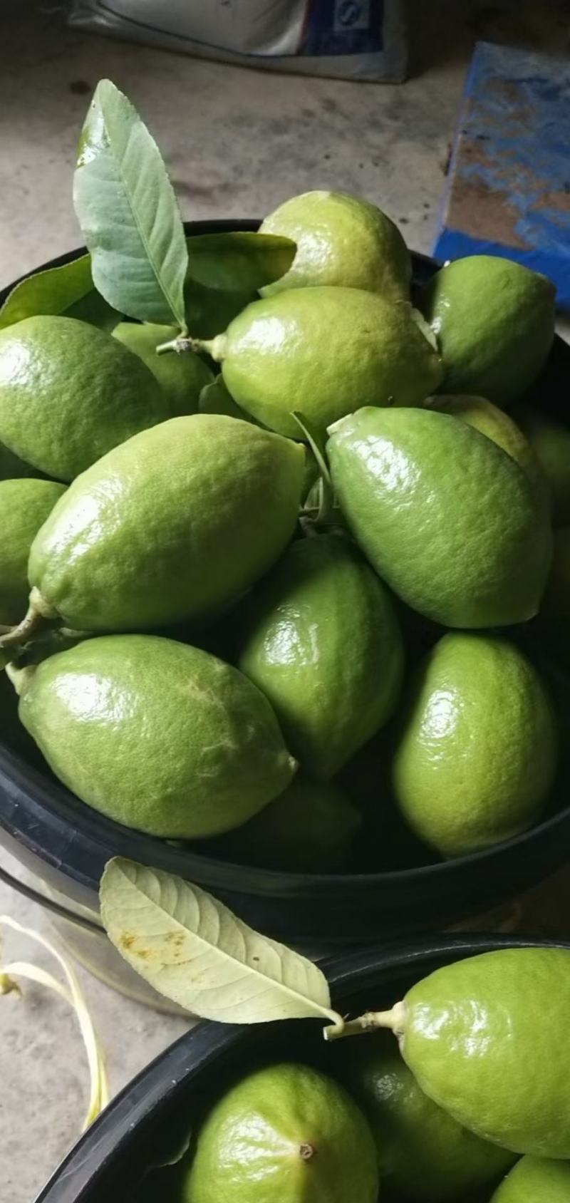 广东无籽香水柠檬产地直销