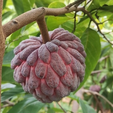 红玫释迦果