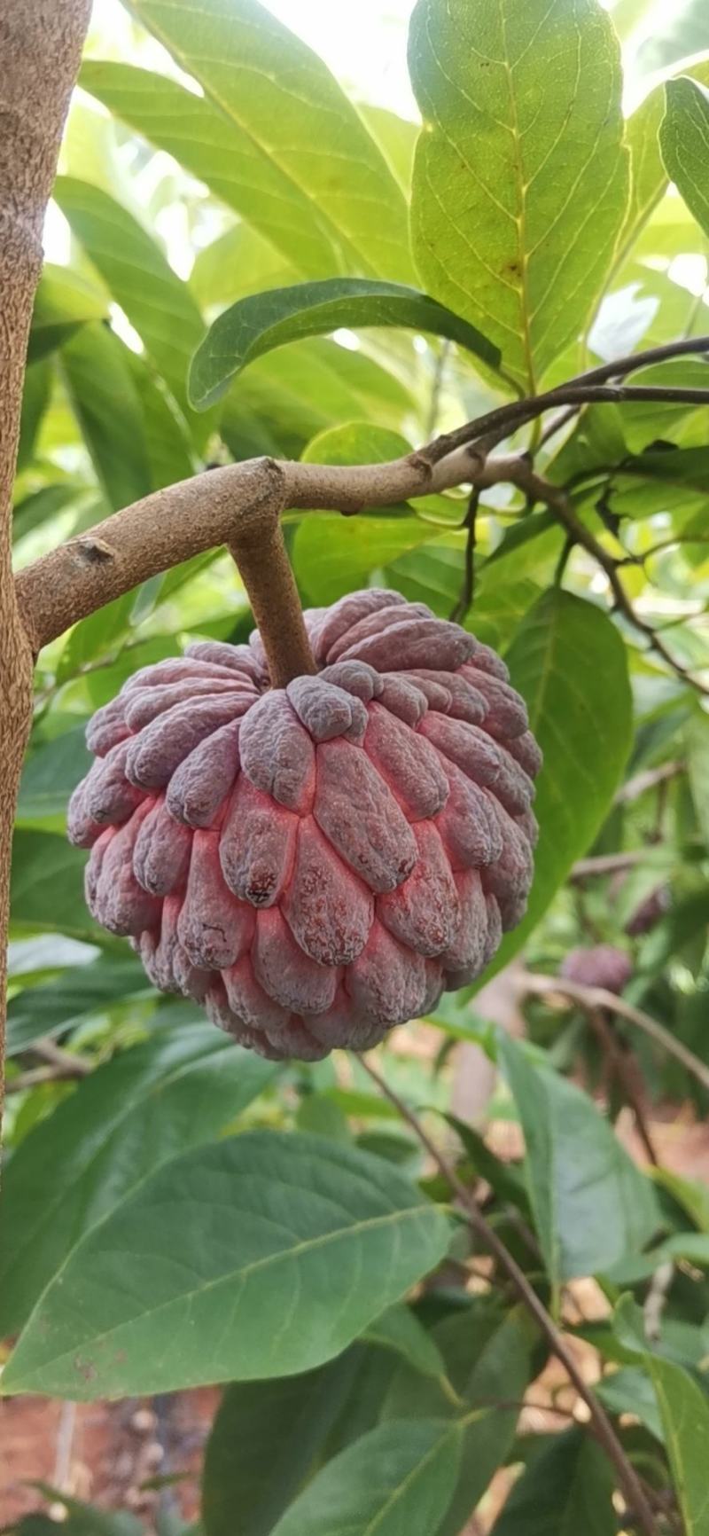 红玫释迦果
