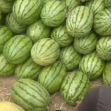 定襄沙地西瓜