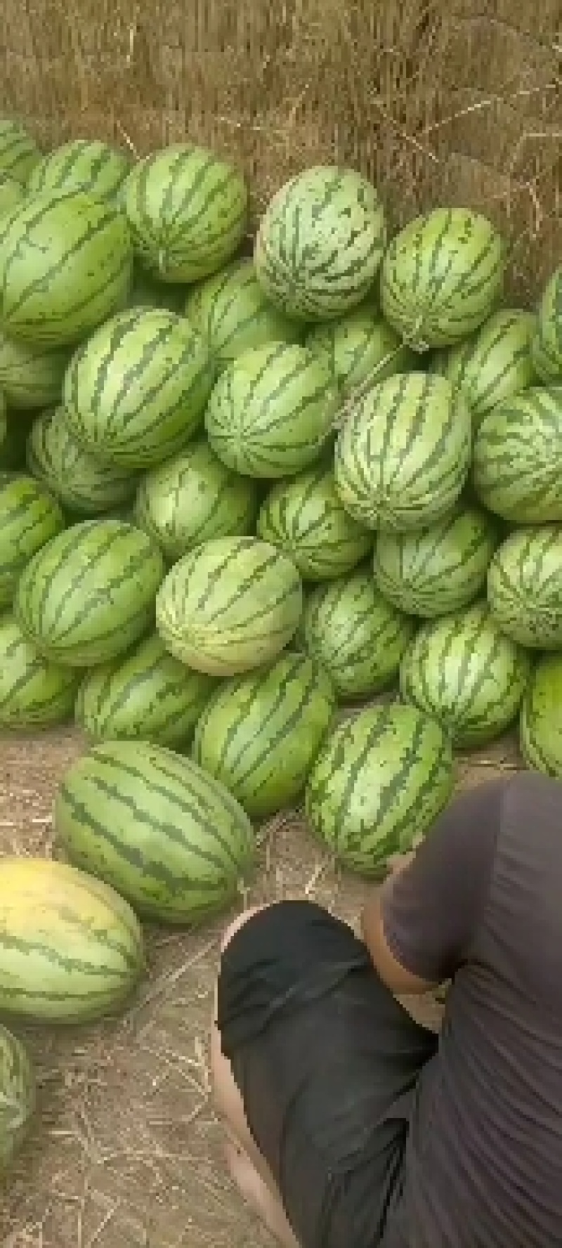 定襄沙地西瓜