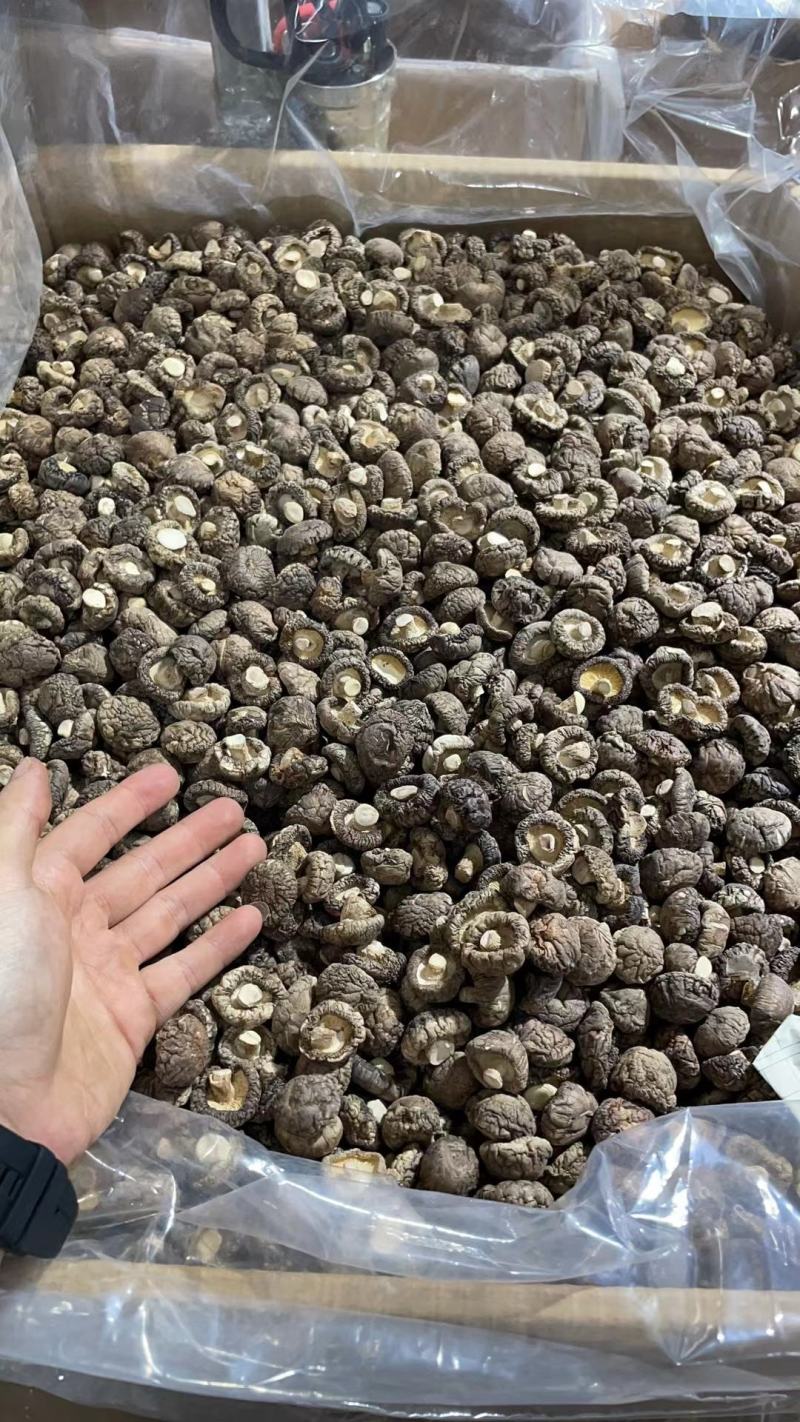 春栽冬菇精选特面产地直发，干香菇一手货源专业种植分装