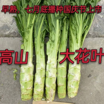 阿坝州棒菜种子高山大花叶棒菜种子高高海拔地区指定品种