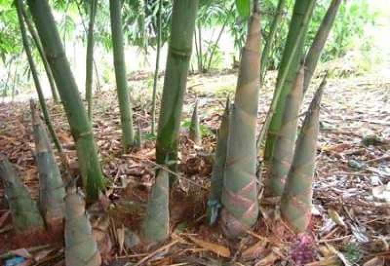 酸笋丝老坛酸笋，竹笋干笋西牛麻竹笋柳州螺蛳粉专用食材