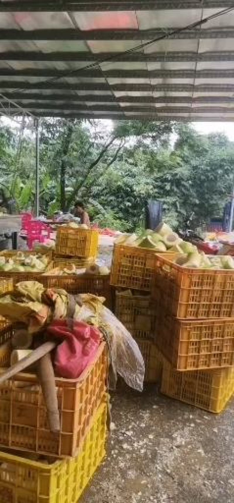 酸笋丝老坛酸笋，竹笋干笋西牛麻竹笋柳州螺蛳粉专用食材