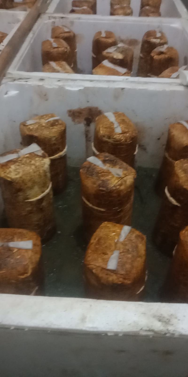 桑黄菌:主要以红桑木为原料做的菌包，药用价值比较好