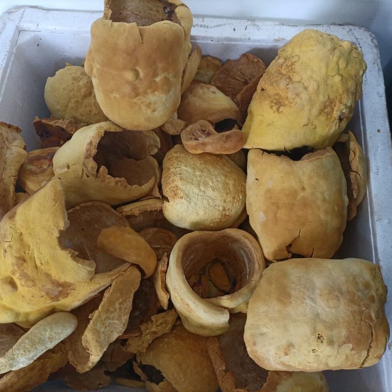 桑黄菌:主要以红桑木为原料做的菌包，药用价值比较好