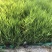 各种水生植物
