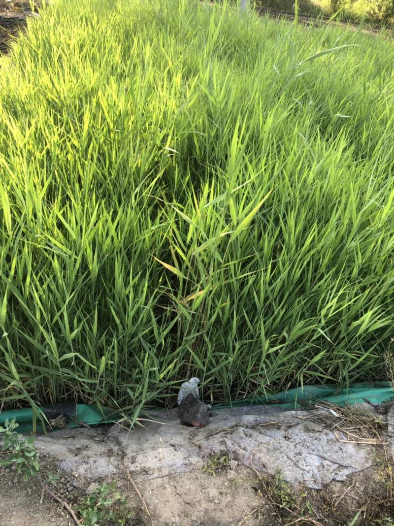 各种水生植物