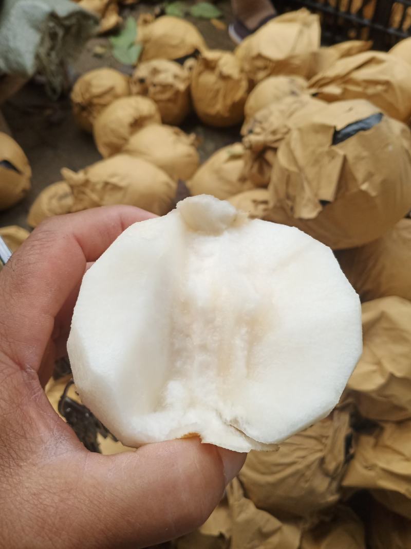 晚秋黄梨新高梨个大口感脆甜皮光滑量大诚信对接批发商